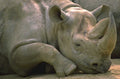 black rhinoceros resting 1980s 1990s A4 Photo Print