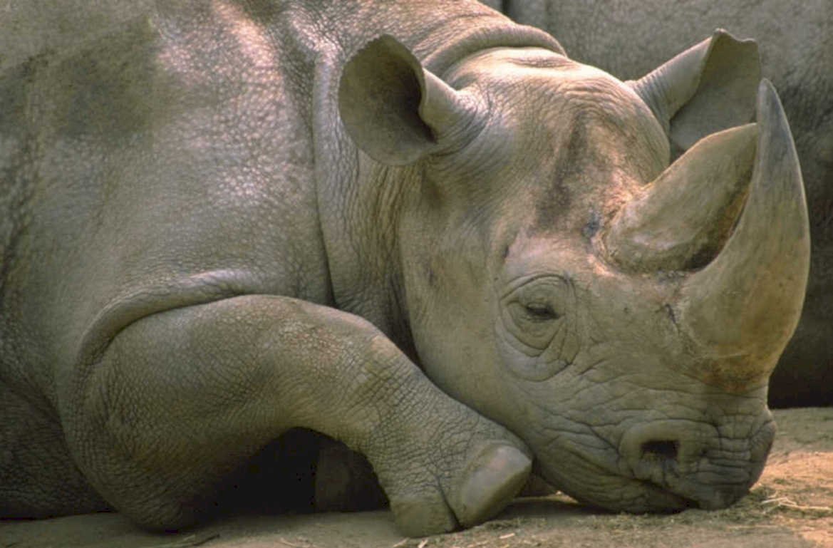 black rhinoceros resting 1980s 1990s A4 Photo Print