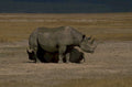 black rhinos amboseli 1980s 1990s A4 Photo Print