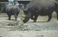 black rhinos feeding Vintage A4 Photo Print