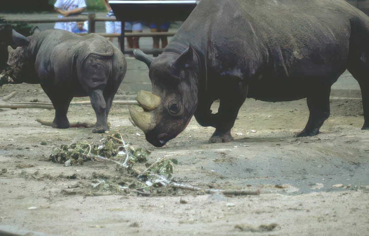 black rhinos feeding Vintage A4 Photo Print