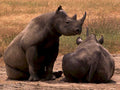 black rhinos interaction1980s 1990s A4 Photo Print