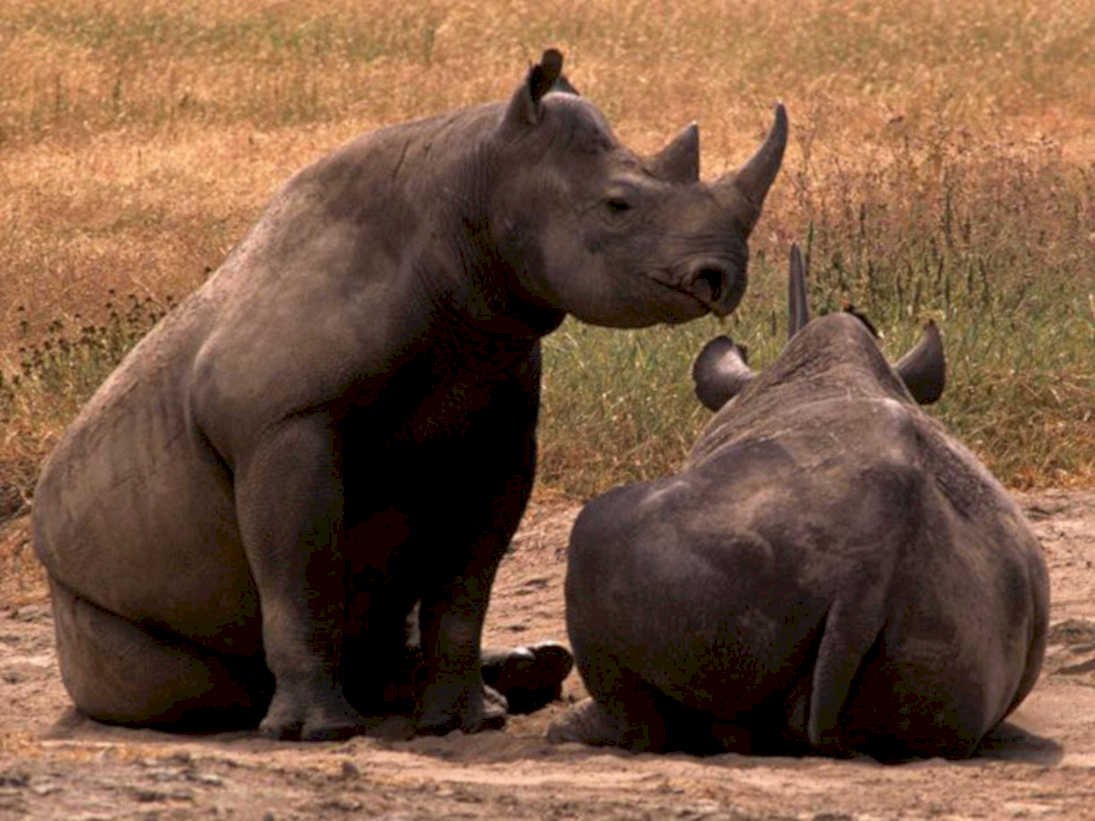 black rhinos interaction1980s 1990s A4 Photo Print