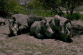 black rhinos kruger 1980s 1990s A4 Photo Print