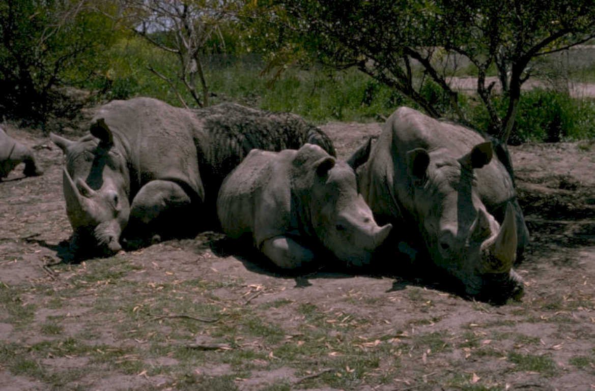 black rhinos kruger 1980s 1990s A4 Photo Print