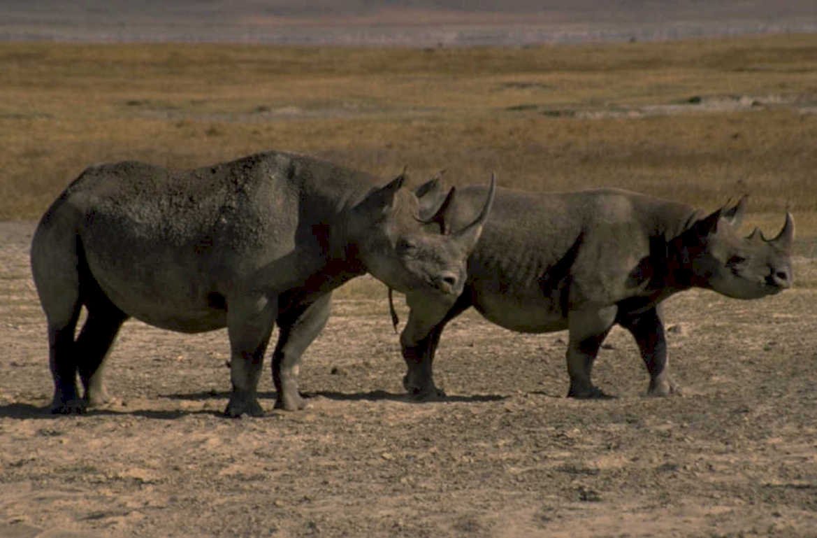 black rhinos namibia 1980s 1990s A4 Photo Print