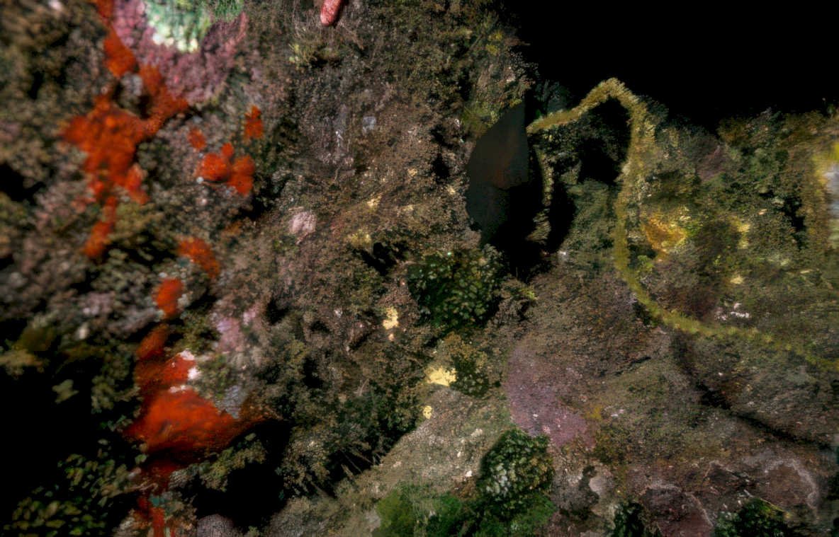 black sea slug Vintage A4 Photo Print