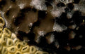 black sponge texture Vintage A4 Photo Print