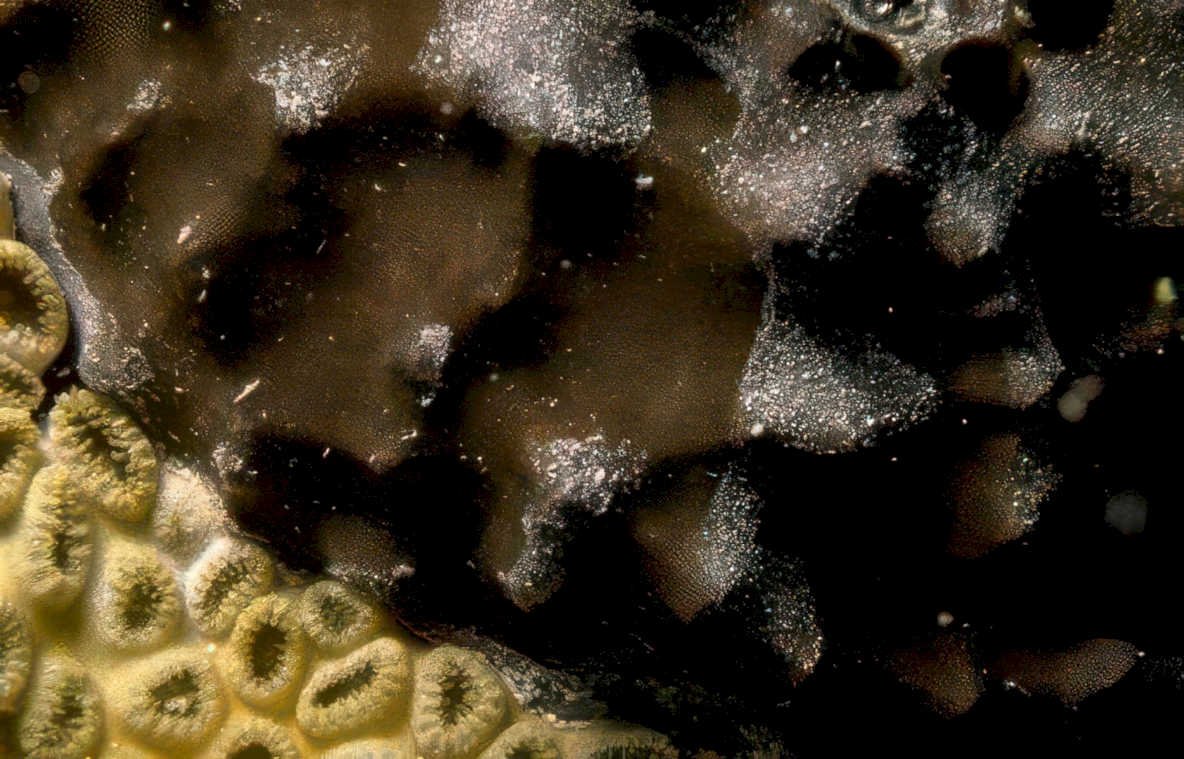black sponge texture Vintage A4 Photo Print