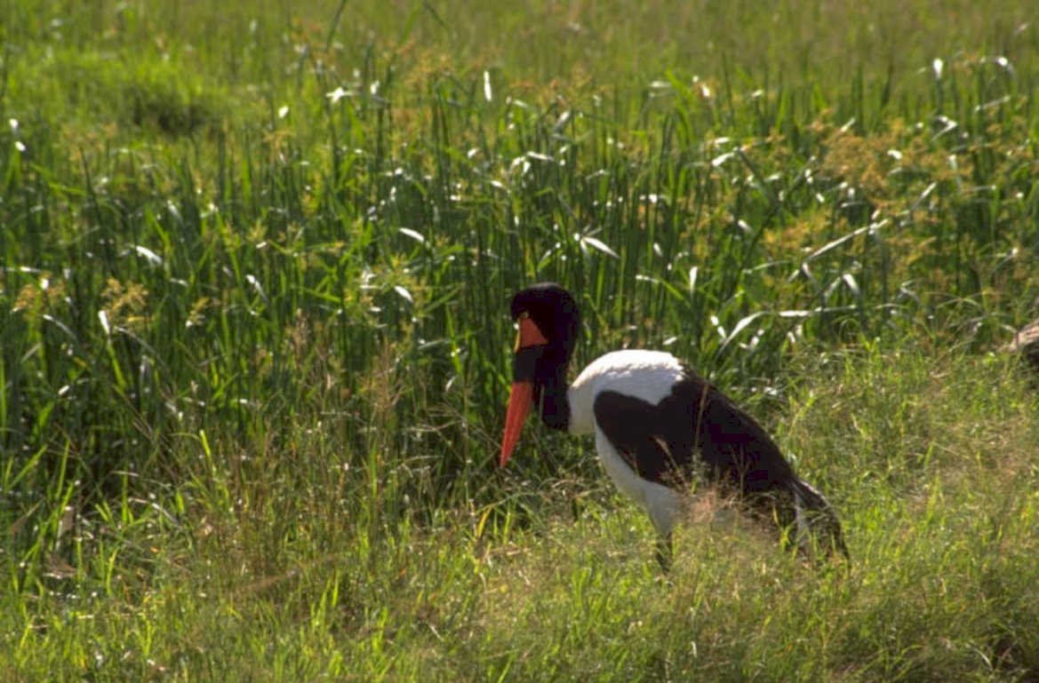 black stork grassland 1980s 1990s A4 Photo Print