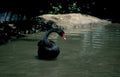 black swan pond Vintage A4 Photo Print