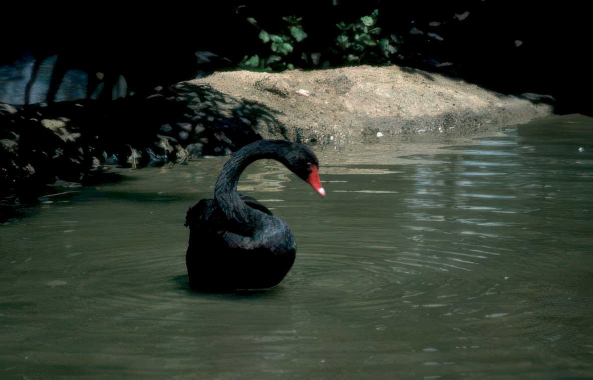 black swan pond Vintage A4 Photo Print