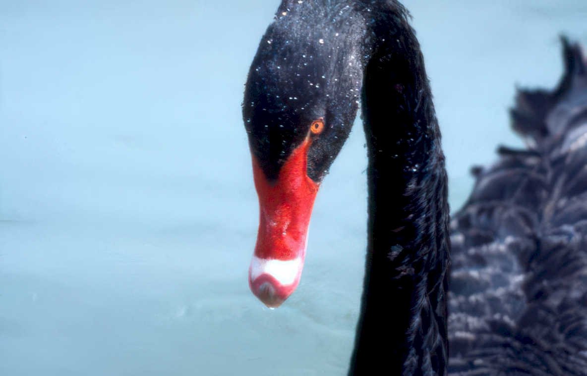 black swan portrait 1 Vintage A4 Photo Print