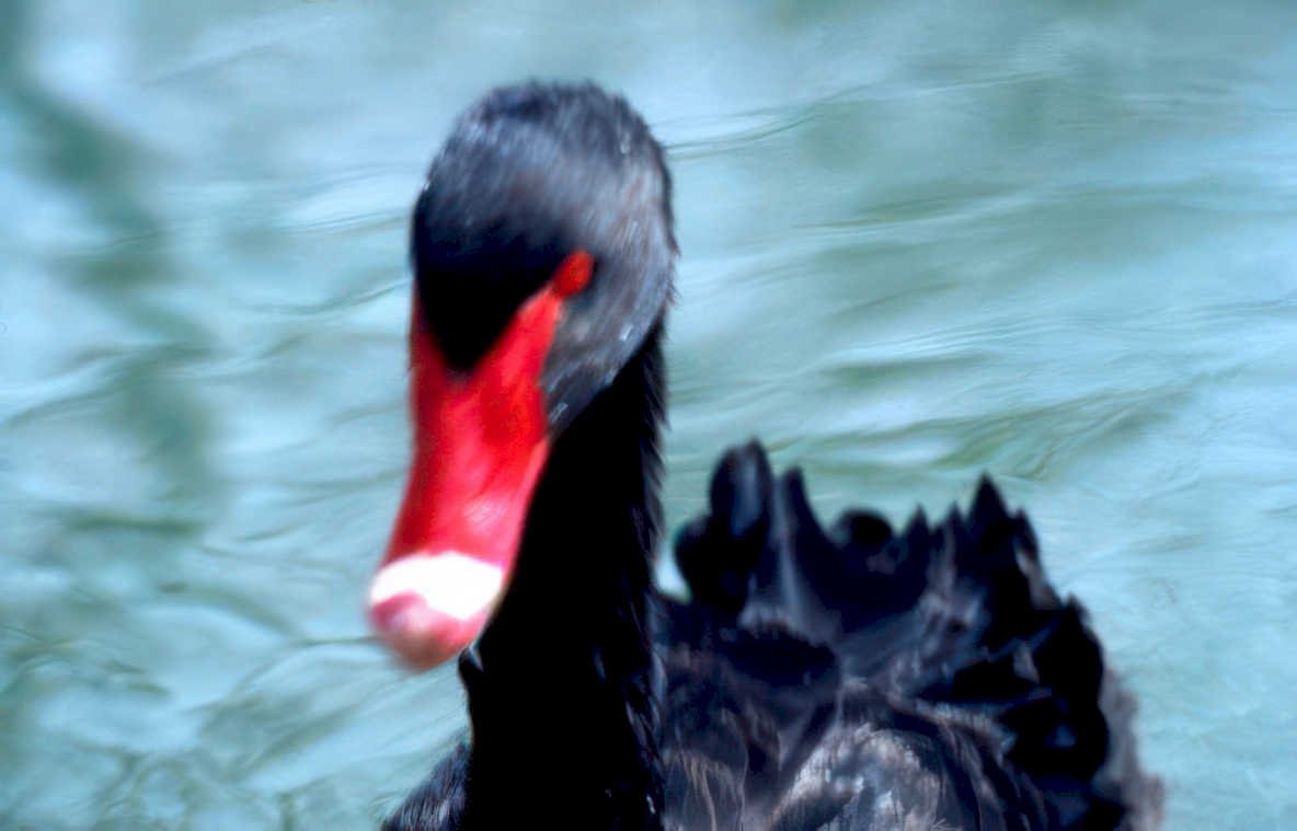 black swan portrait 2 Vintage A4 Photo Print