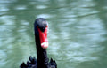 black swan reflection Vintage A4 Photo Print