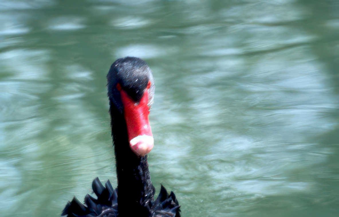 black swan reflection Vintage A4 Photo Print