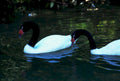 black swan swans1980s 1990s A4 Photo Print