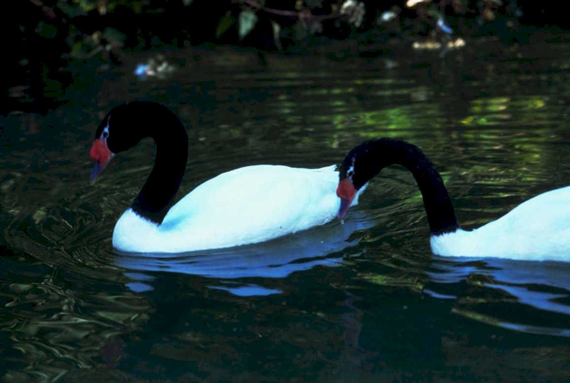 black swan swans1980s 1990s A4 Photo Print
