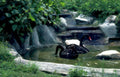 black swans waterfall Vintage A4 Photo Print