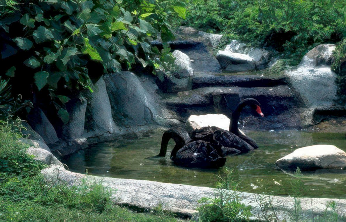 black swans waterfall Vintage A4 Photo Print
