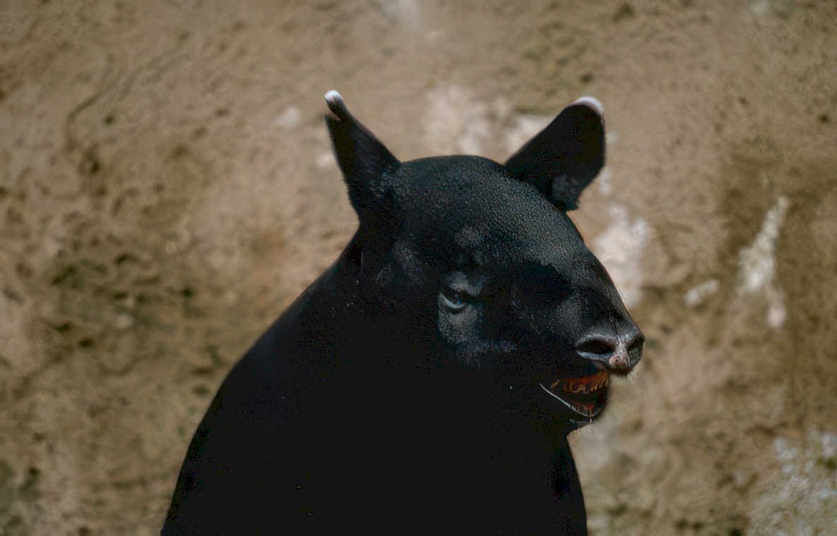 black tapir portrait Vintage A4 Photo Print