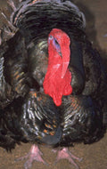 black turkey portrait 1980s 1990s A4 Photo Print