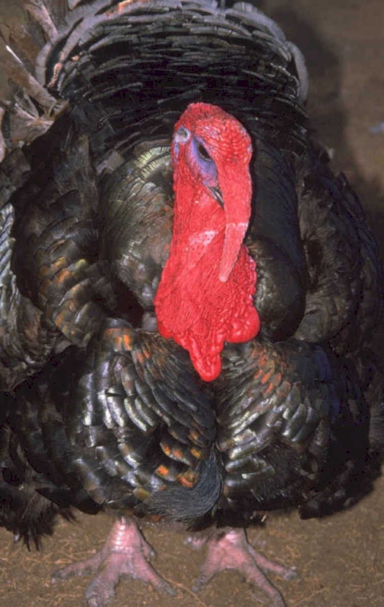 black turkey portrait 1980s 1990s A4 Photo Print