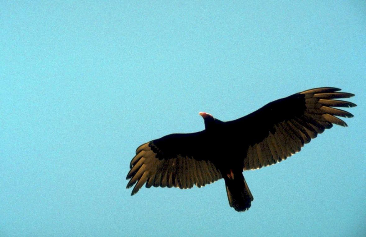 black vulture flight1980s 1990s A4 Photo Print