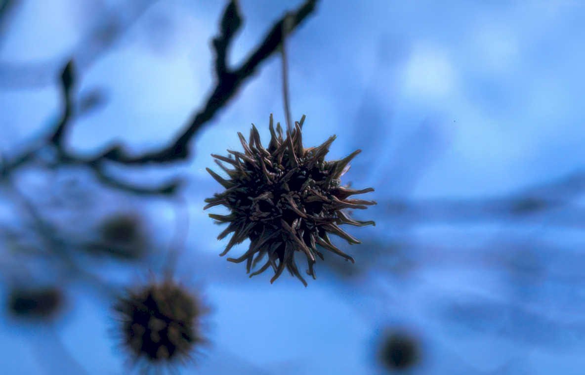 black walnut seed Vintage A4 Photo Print
