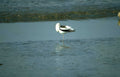 black white gull Vintage A4 Photo Print