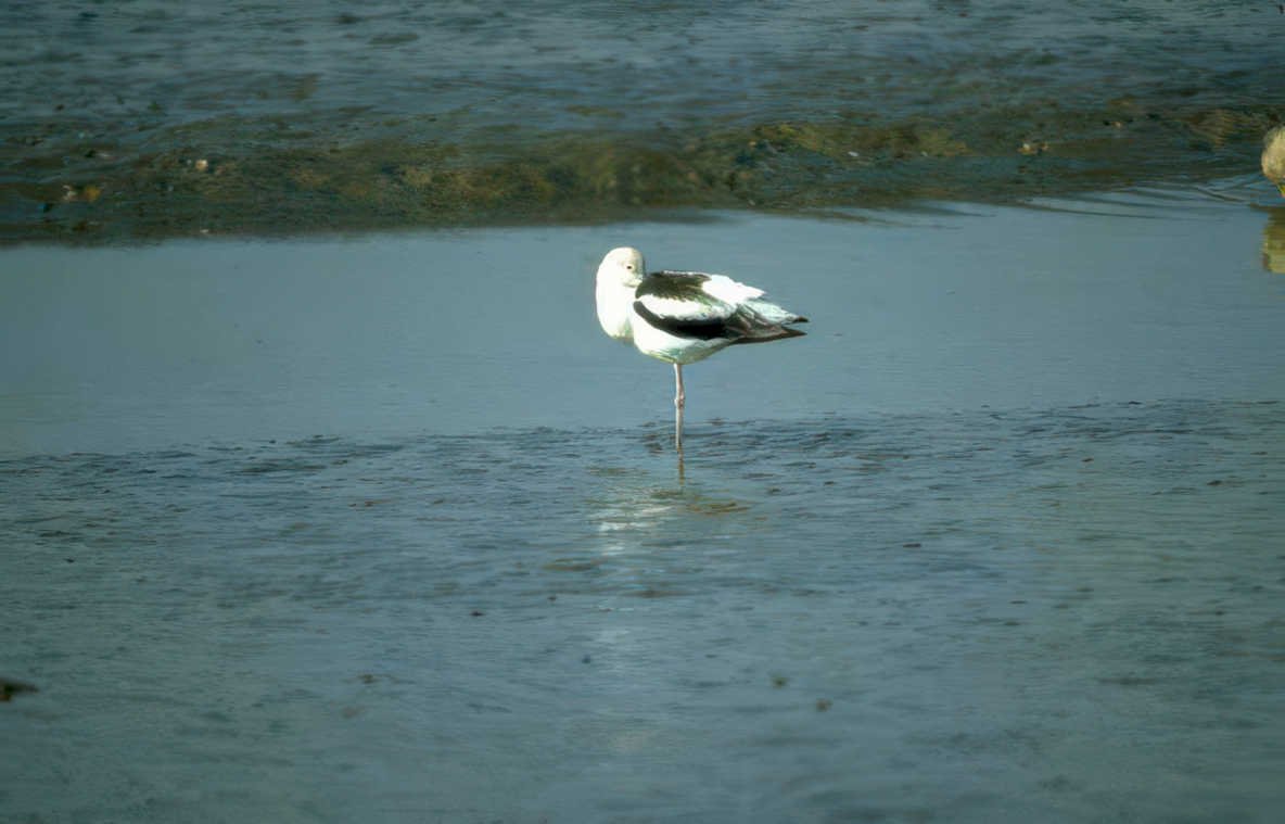 black white gull Vintage A4 Photo Print