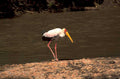 black winged stork 1980s 1990s A4 Photo Print