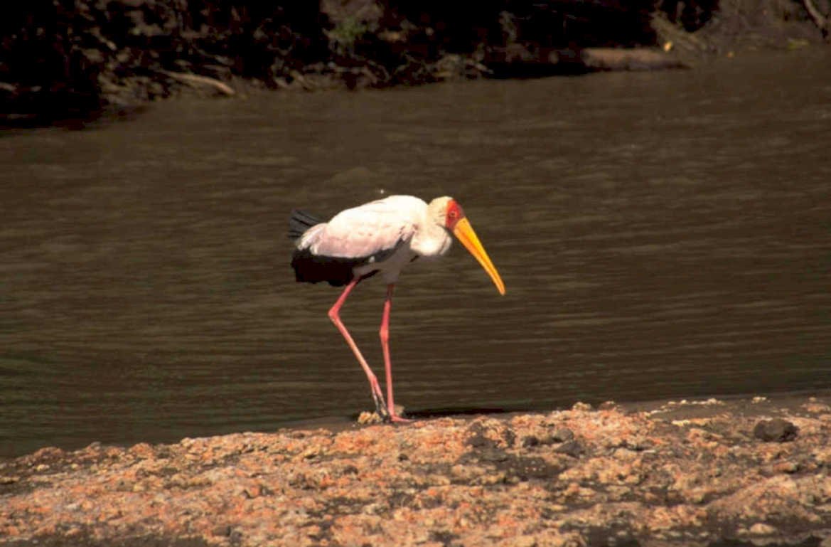 black winged stork 1980s 1990s A4 Photo Print