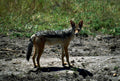 blackbacked jackal serengeti1980s 1990s A4 Photo Print