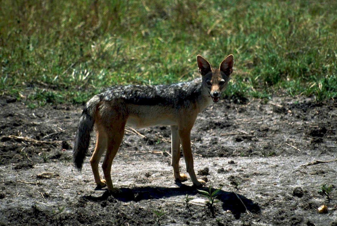 blackbacked jackal serengeti1980s 1990s A4 Photo Print