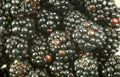 blackberry harvest berries Vintage A4 Photo Print