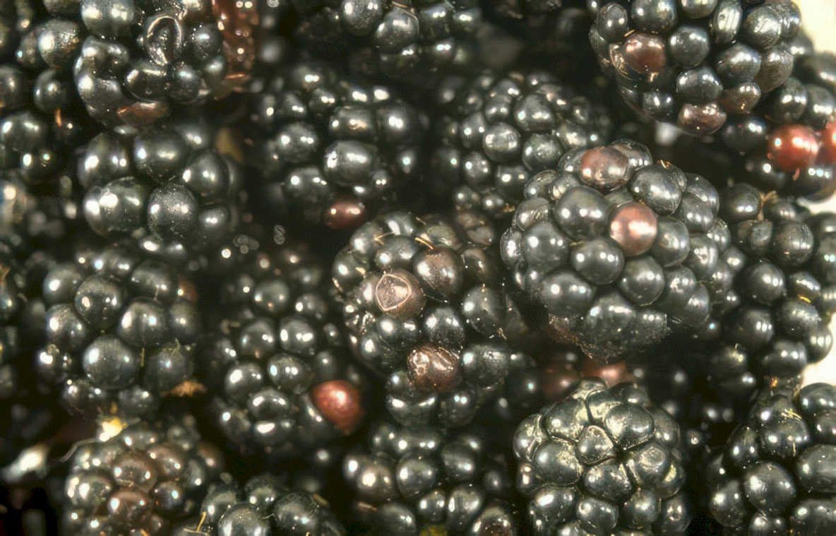 blackberry harvest berries Vintage A4 Photo Print