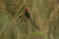 blackbird grass golden 1980s 1990s A4 Photo Print