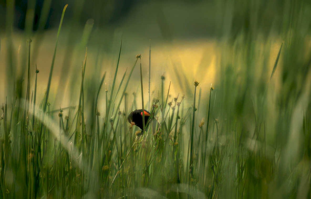 blackbird reeds morning Vintage A4 Photo Print