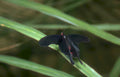blackswallowtail reed wetland Vintage A4 Photo Print