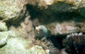 bladderfish anemones reef Vintage A4 Photo Print