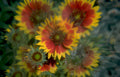 blanket flower orange Vintage A4 Photo Print