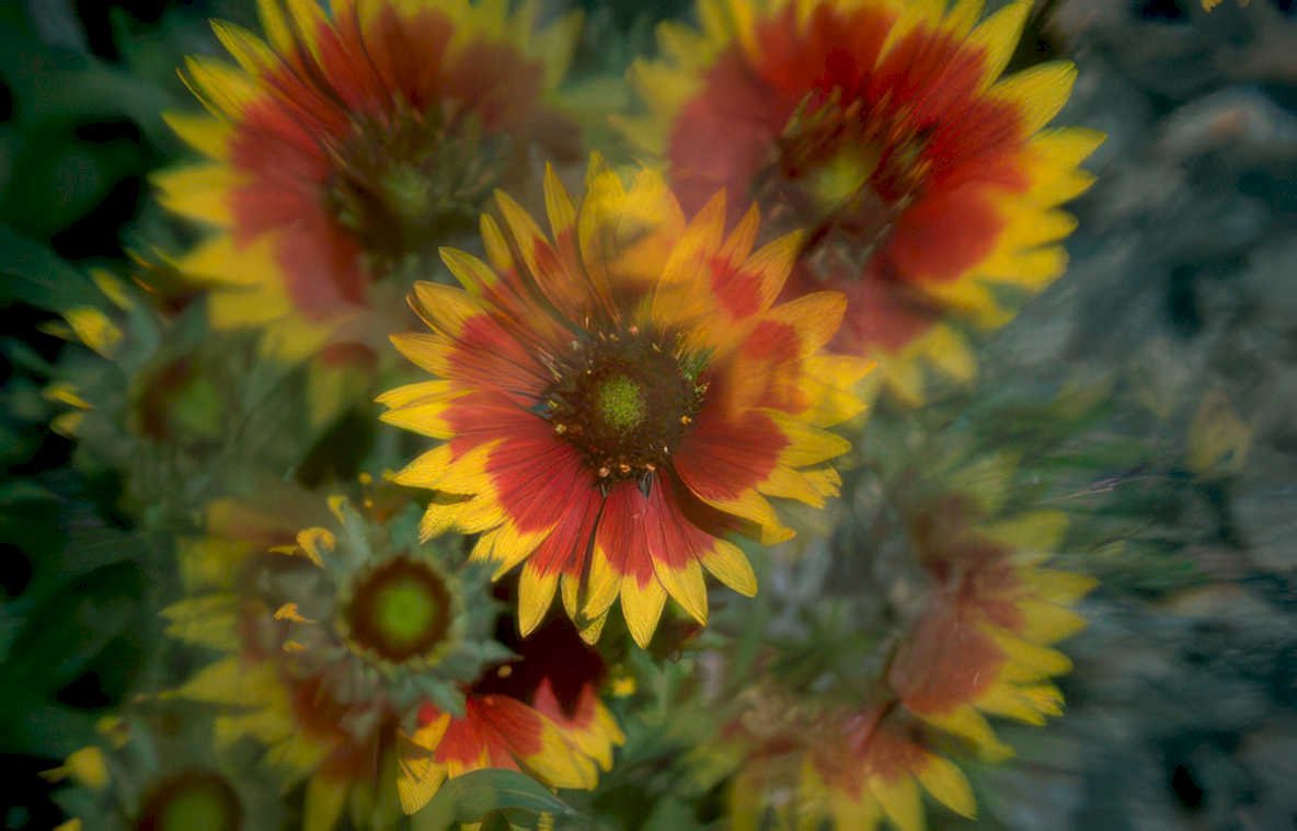 blanket flower orange Vintage A4 Photo Print