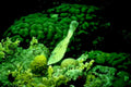 blobfish coral reef1980s 1990s A4 Photo Print