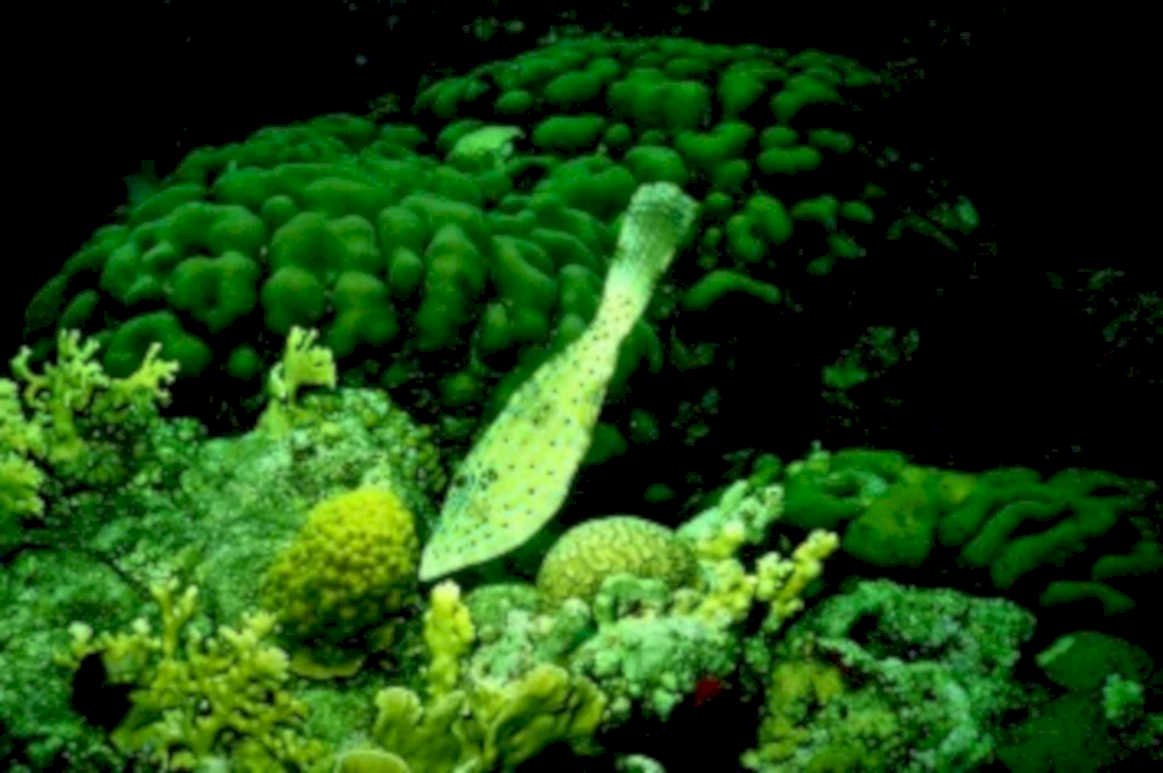 blobfish coral reef1980s 1990s A4 Photo Print