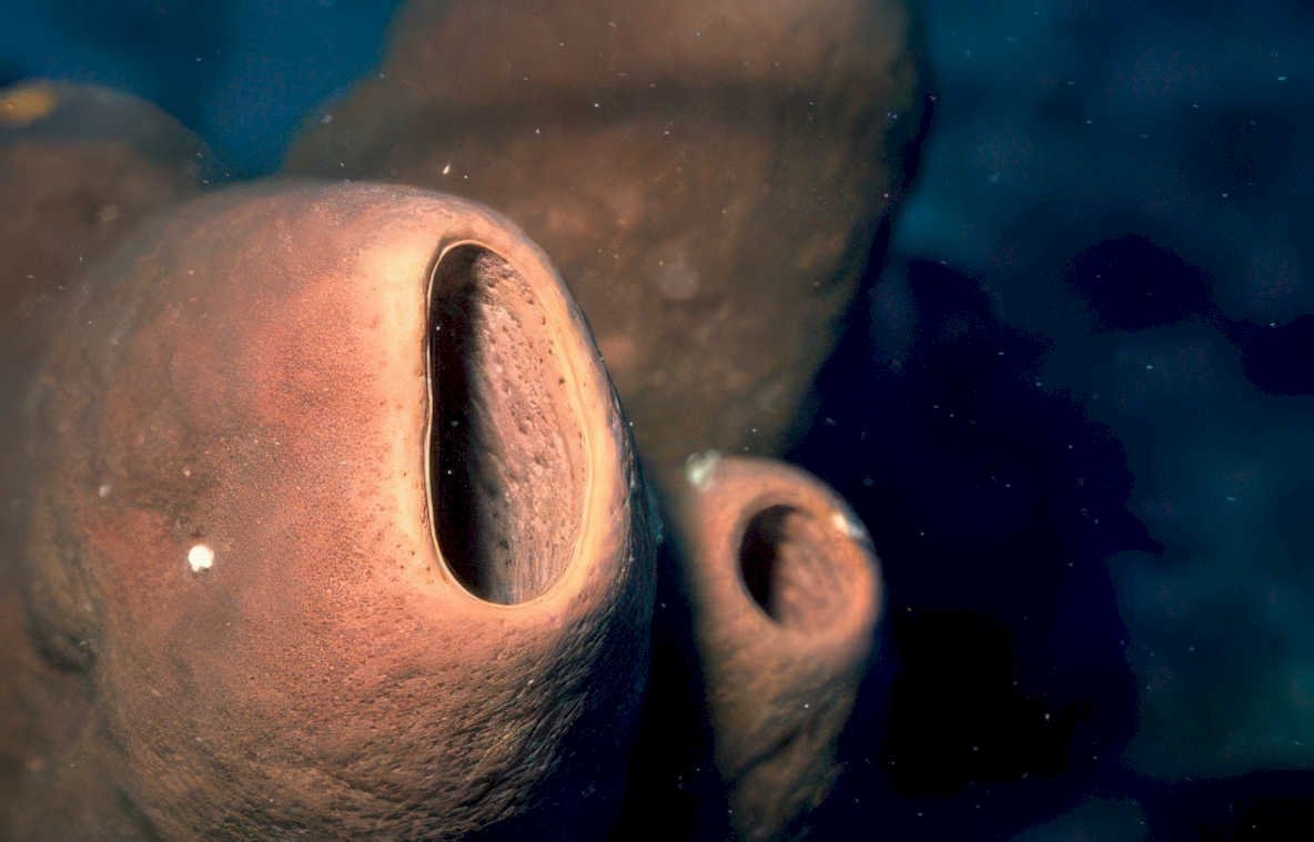 blobfish portrait ocean Vintage A4 Photo Print