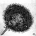 blowball i mc escher 1943 A4 Photo Print