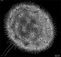 blowball ii mc escher 1943 s1 A4 Photo Print