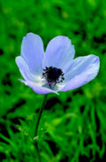 blue anemone flower1980s 1990s A4 Photo Print