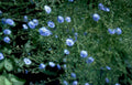 blue beard tongue Vintage A4 Photo Print